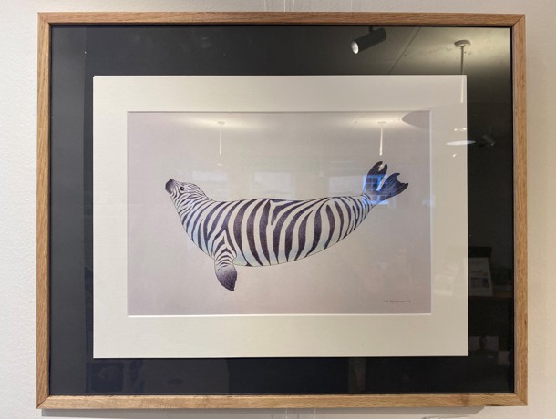 Zebrasæl